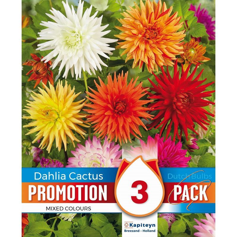 Promotion Pack - Dahlia Cactus Mixed Colours