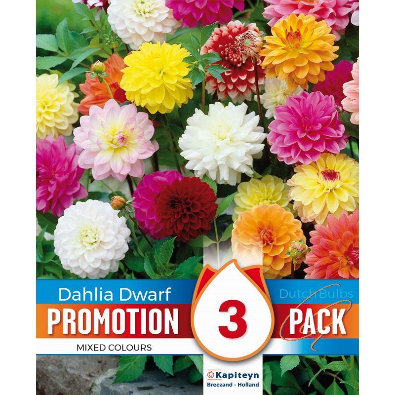 Promotion Pack - Dahlia Dwarf Border Mixed Colours