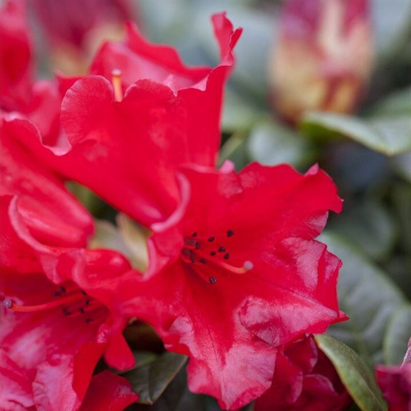 Rhododendron 'Bengal' 3 Litre