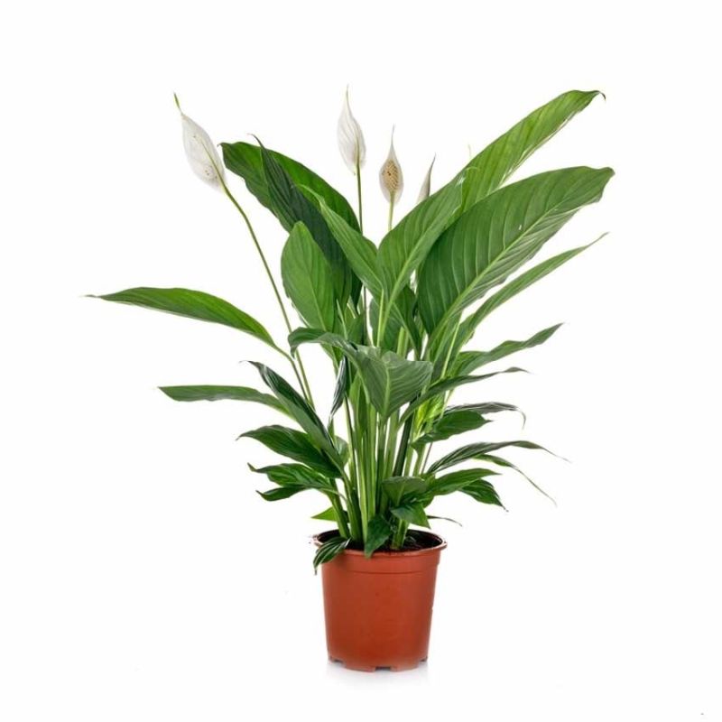 Spathiphyllum Pearl Cupido 9cm