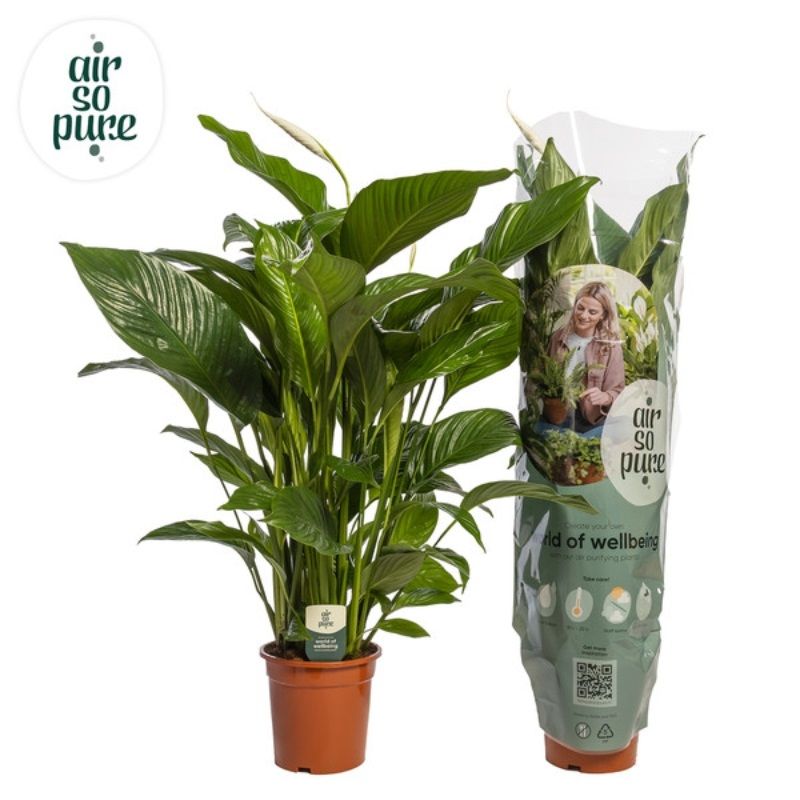 Spathiphyllum 'Sweet Lauretta' 24cm