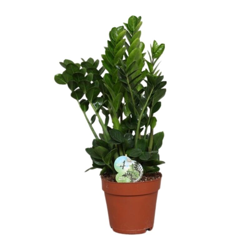 Zamioculcas zamiifolia 'Midori'