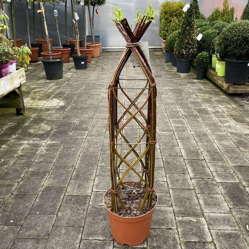 Plaited Living Willow (Square)