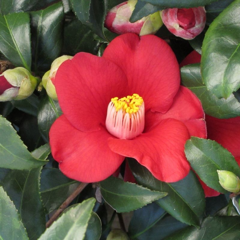 Camellia japonica 'Adeyaka' 3 Litre