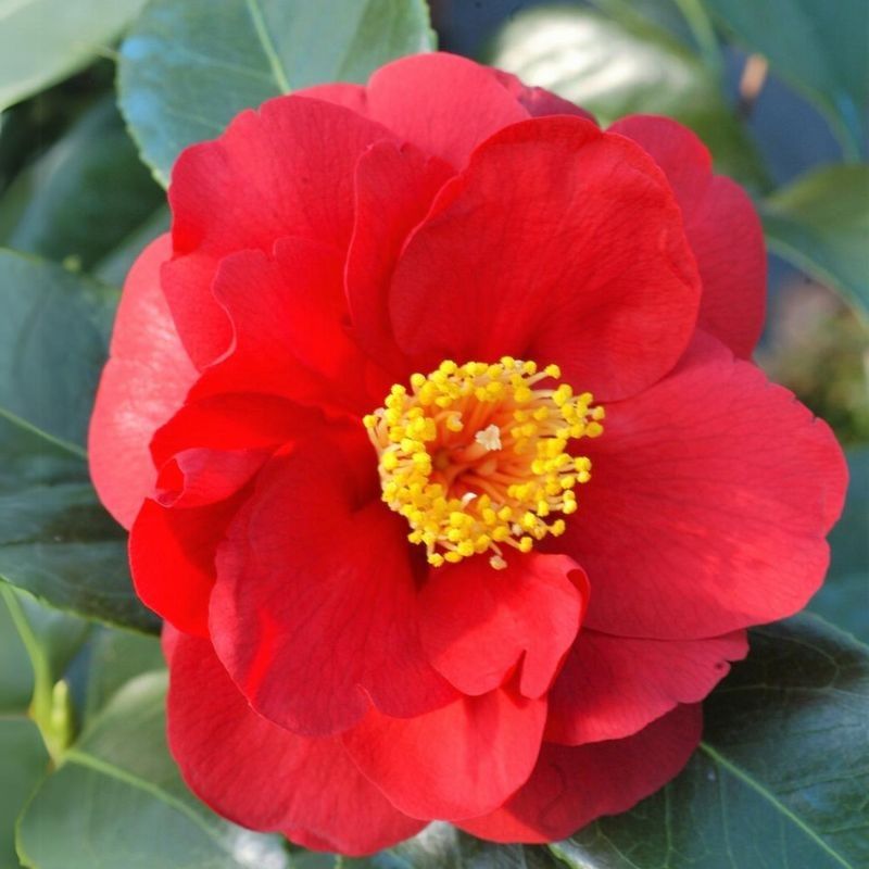 Camellia japonica 'Adolphe Audusson' 3 Litre