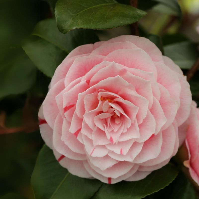 Camellia japonica 'Bonomiana' 3 Litre