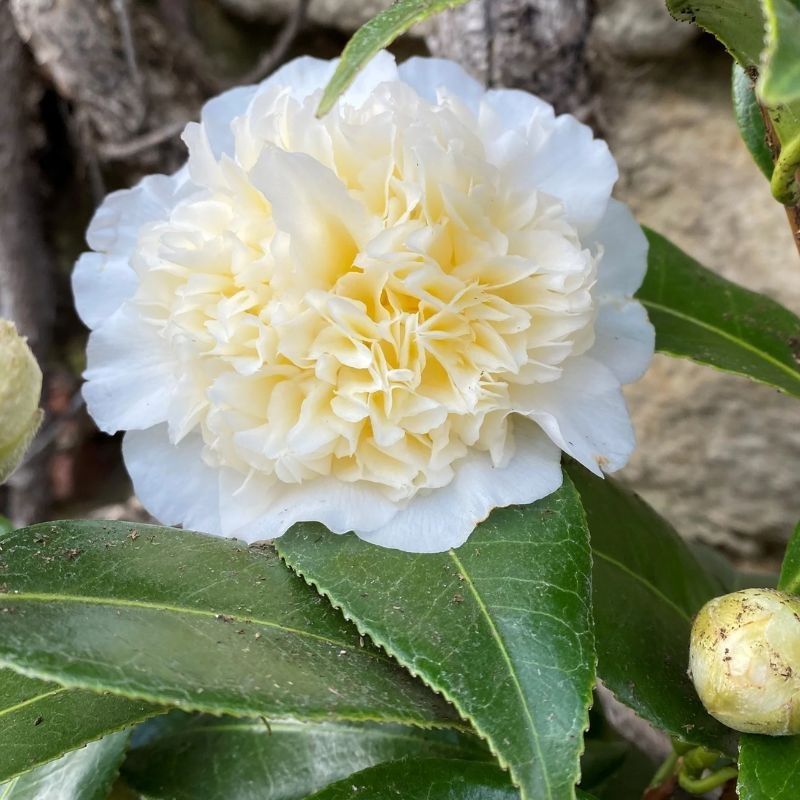Camellia japonica 'Jury's Yellow' 10 Litre