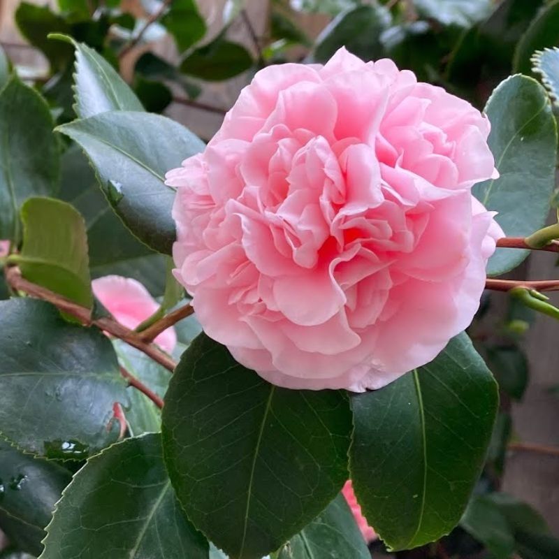 Camellia japonica 'Marie Bracey' 10 Litre