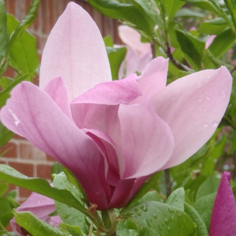 Magnolia 'Jane'