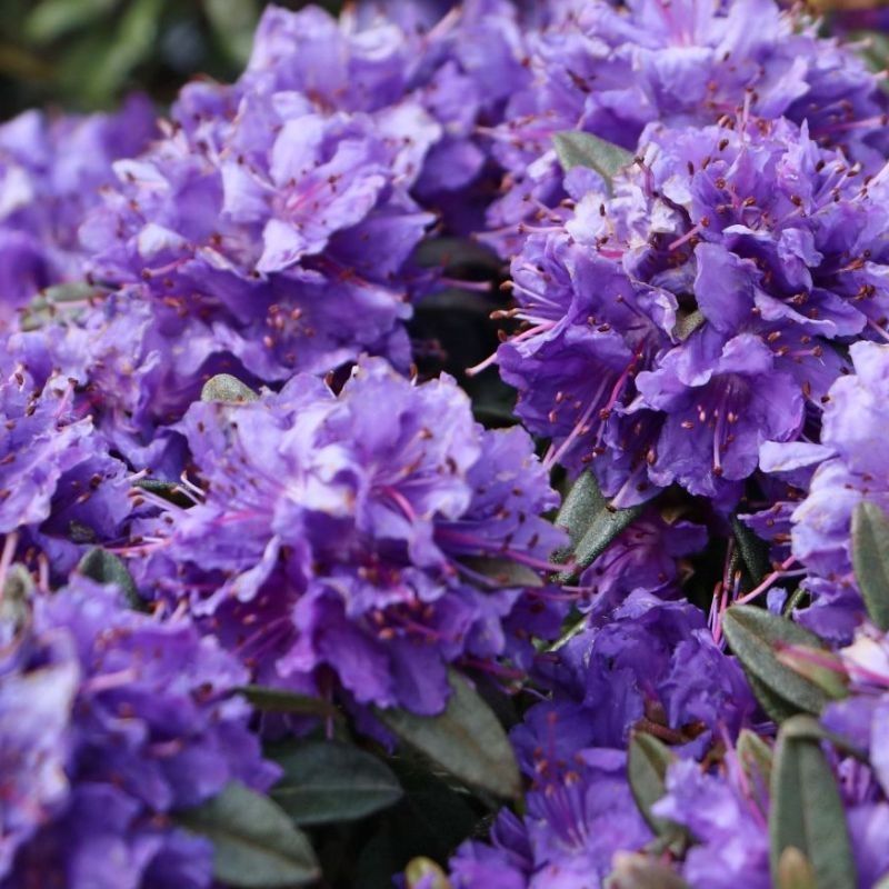 Rhododendron 'Azurika' 3 Litre