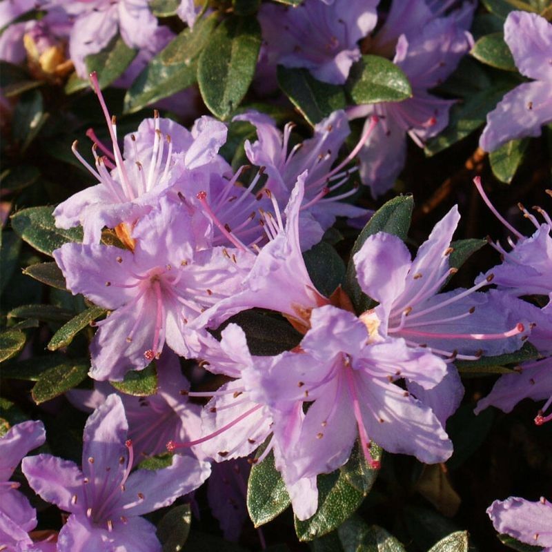 Rhododendron 'Moerheim'