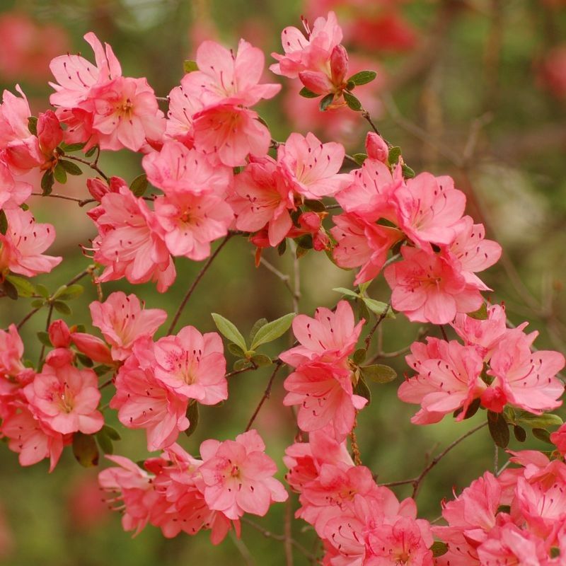 Rhododendron 'Blaauws Pink' 3 Litre