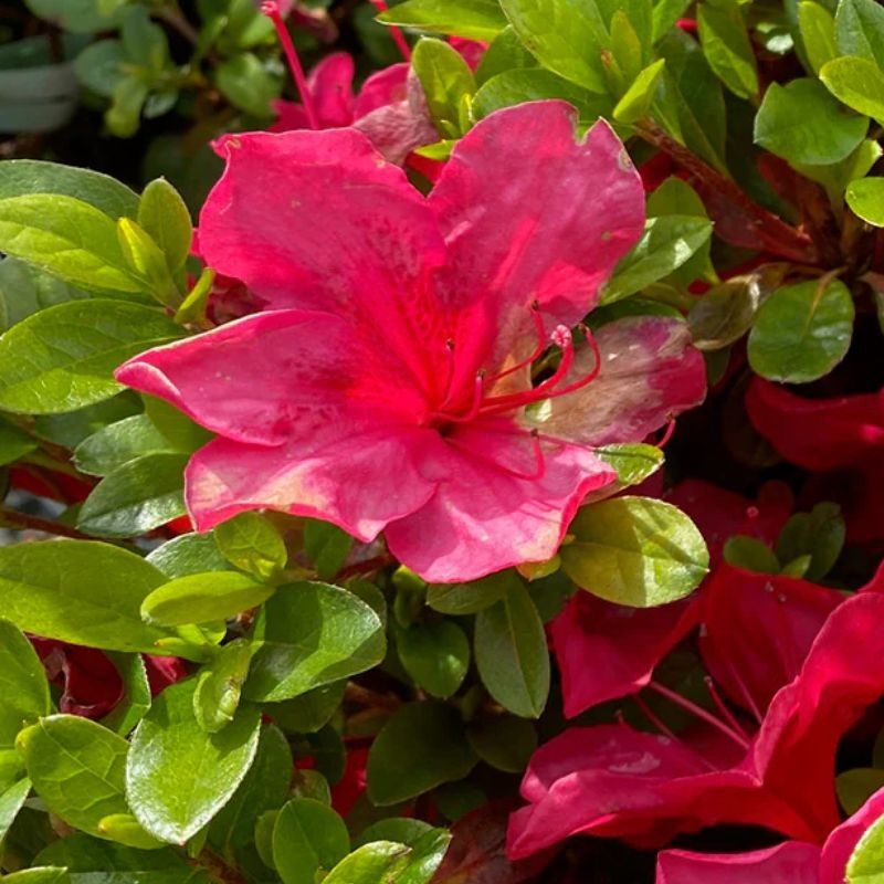 Rhododendron 'Moederkensdag' 3 Litre