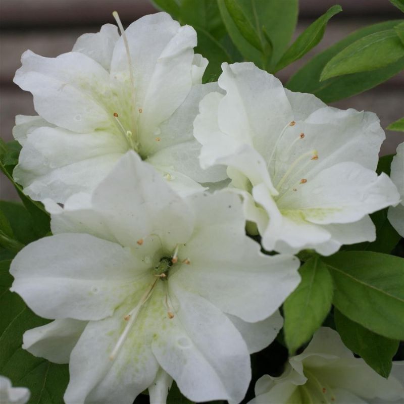 Rhododendron 'Olga Niblett'