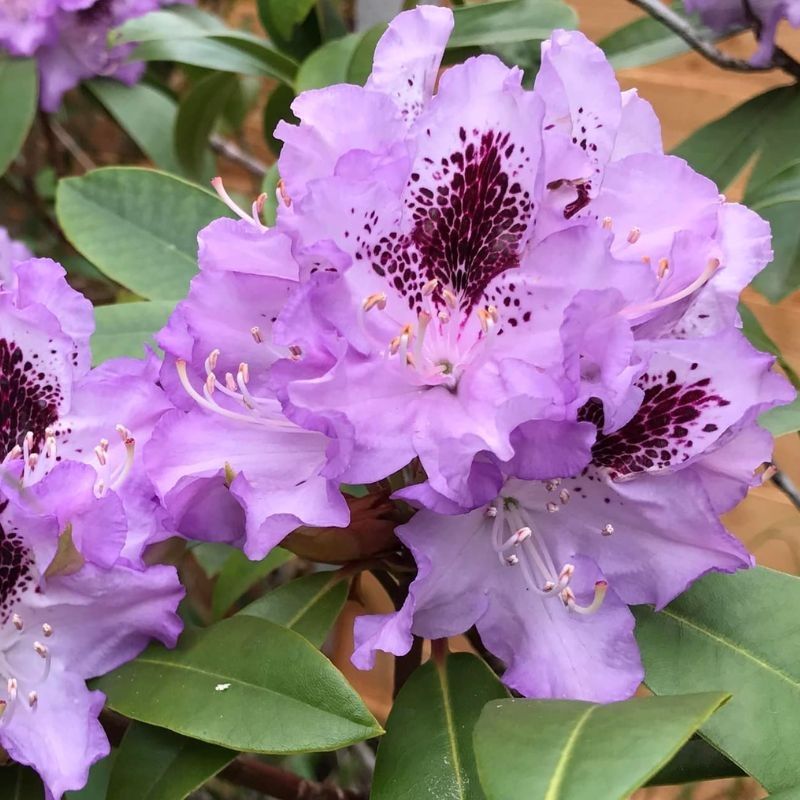 Rhododendron 'Blue Jay' 5 Litre