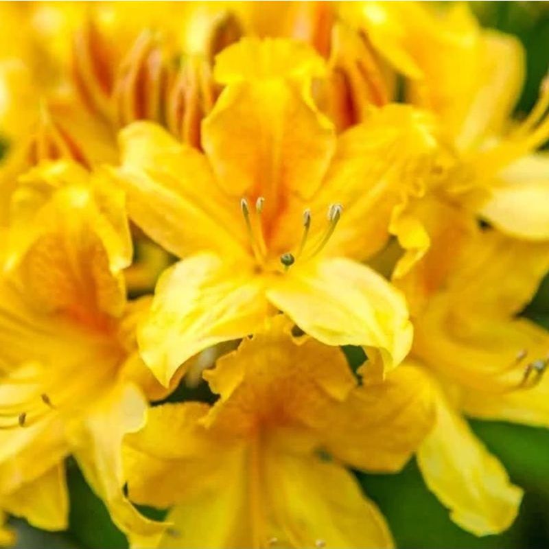 Rhododendron 'Klondyke' 5 Litre