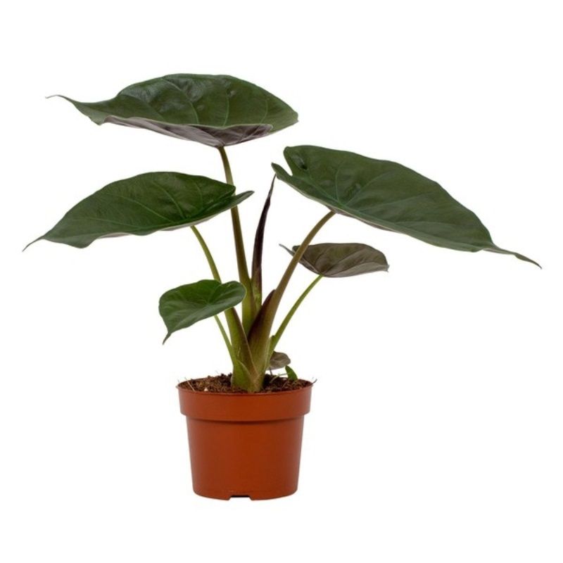 Alocasia wentii 24cm