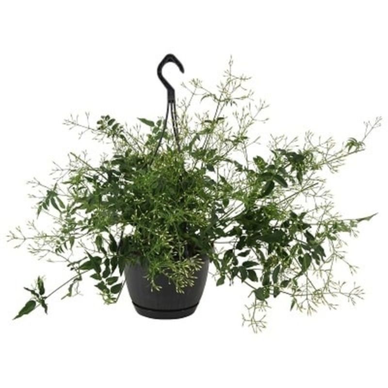 Jasminum polyanthum (Hanging Pot) 17cm