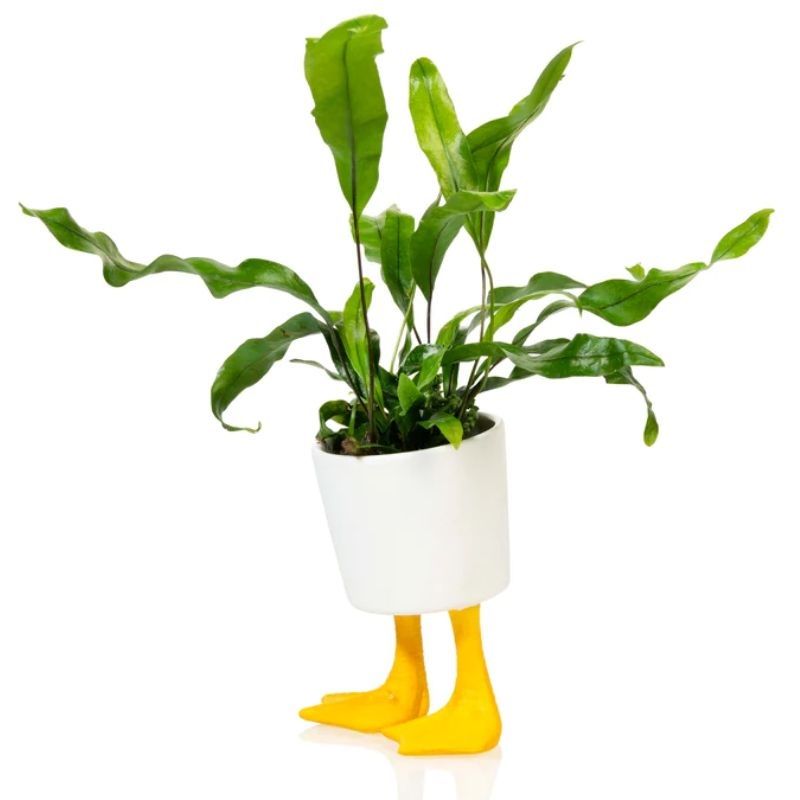 Duck Feet Planter (Small)