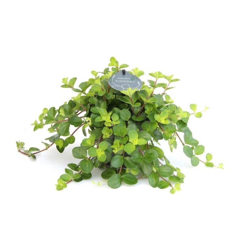 Peperomia rotundifolia 12cm
