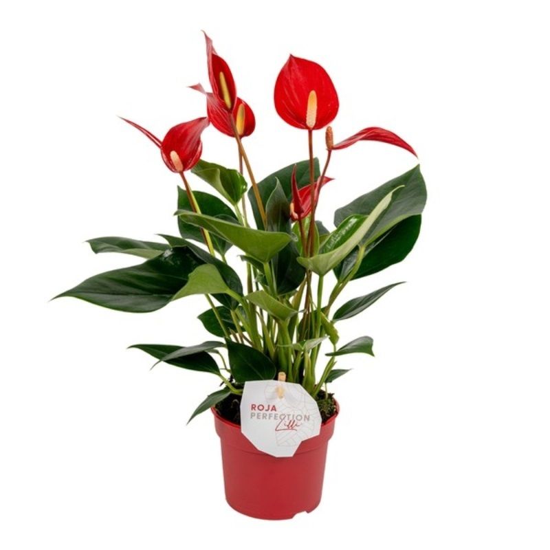 Anthurium 'Banderola Roja' 9cm