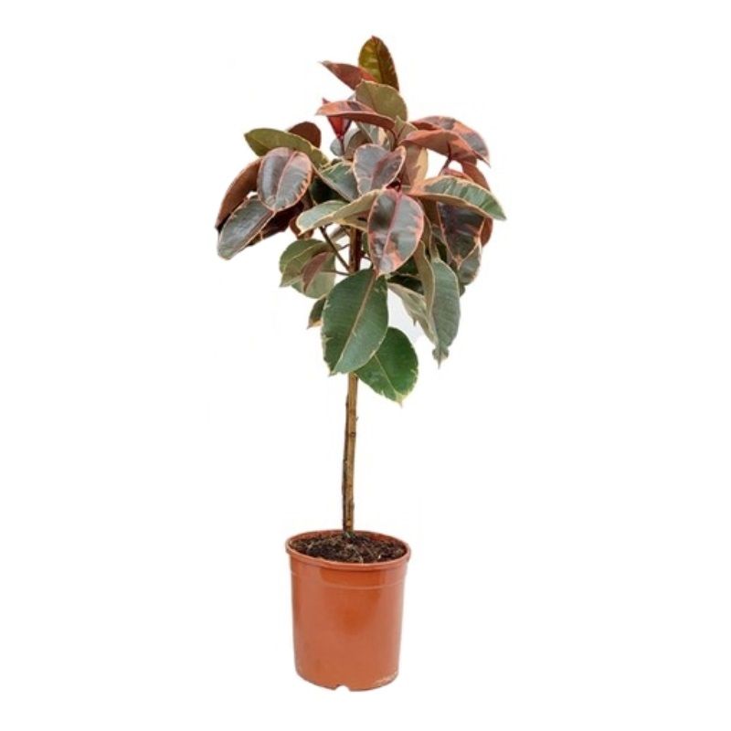 Ficus elastica 'Belize' 24cm