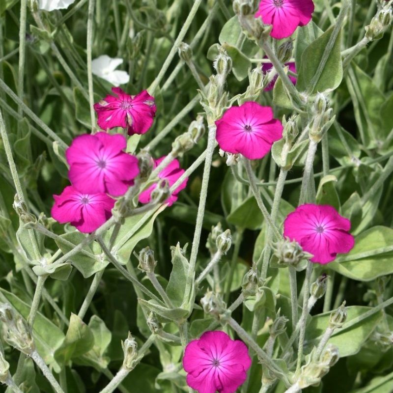 Lychnis coronaria 'Atrosanguinea'