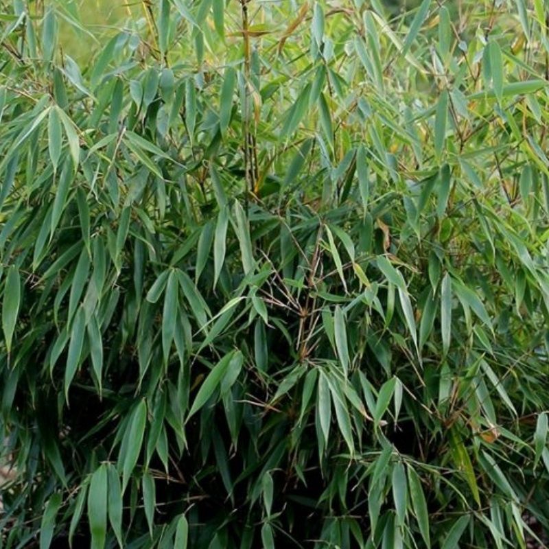 Fargesia robusta 'Formidable' - Bamboo - Arboretum Garden Centre