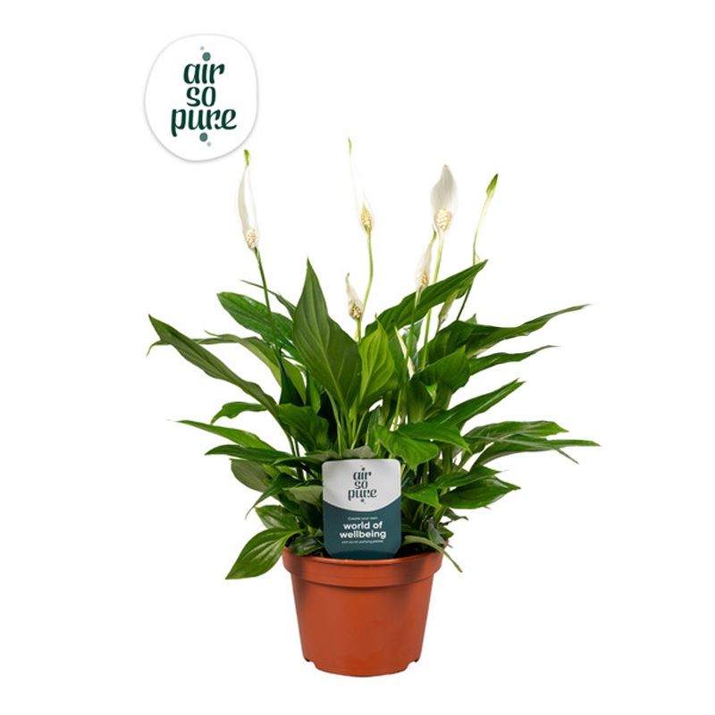 Spathiphyllum Pearl Cupido 15cm