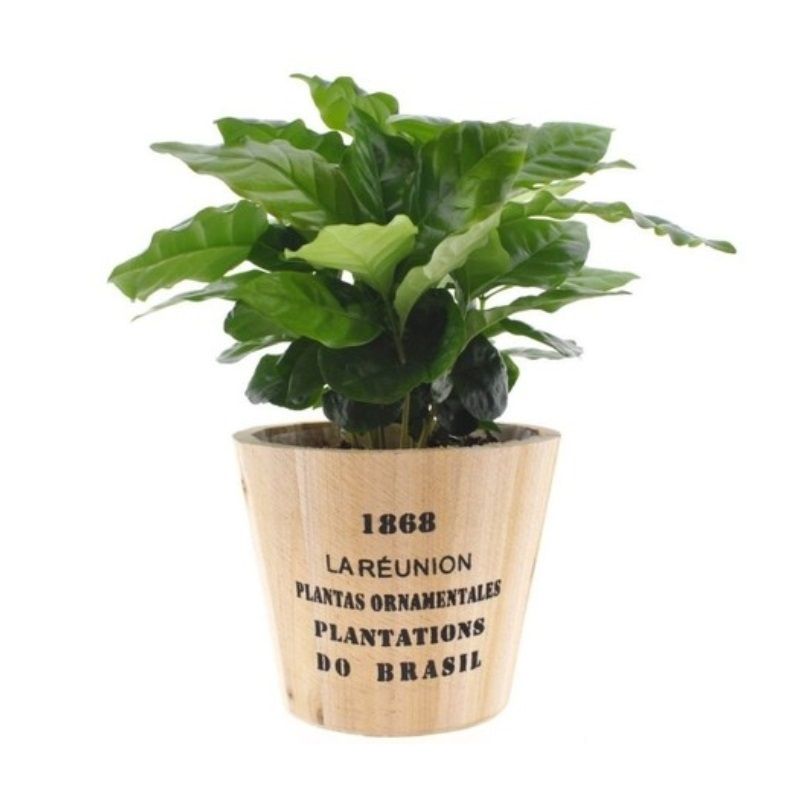 Coffea arabica with Nairobi Planter 12cm