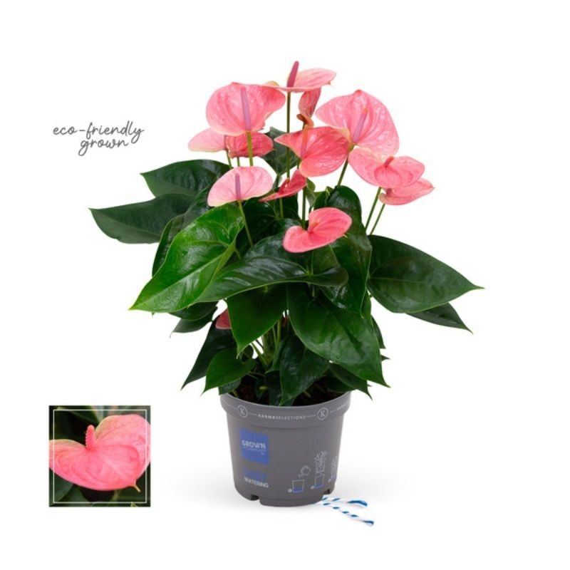 Anthurium andr. 'Sweet Dream' 17cm