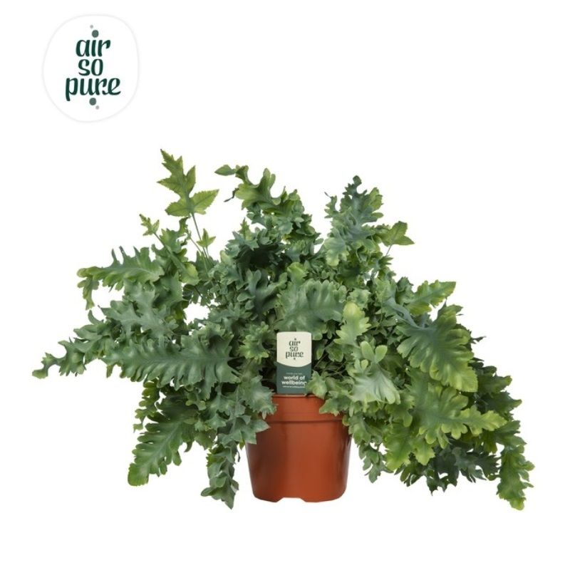 Phlebodium aur Davana 'Air So Pure' 17cm