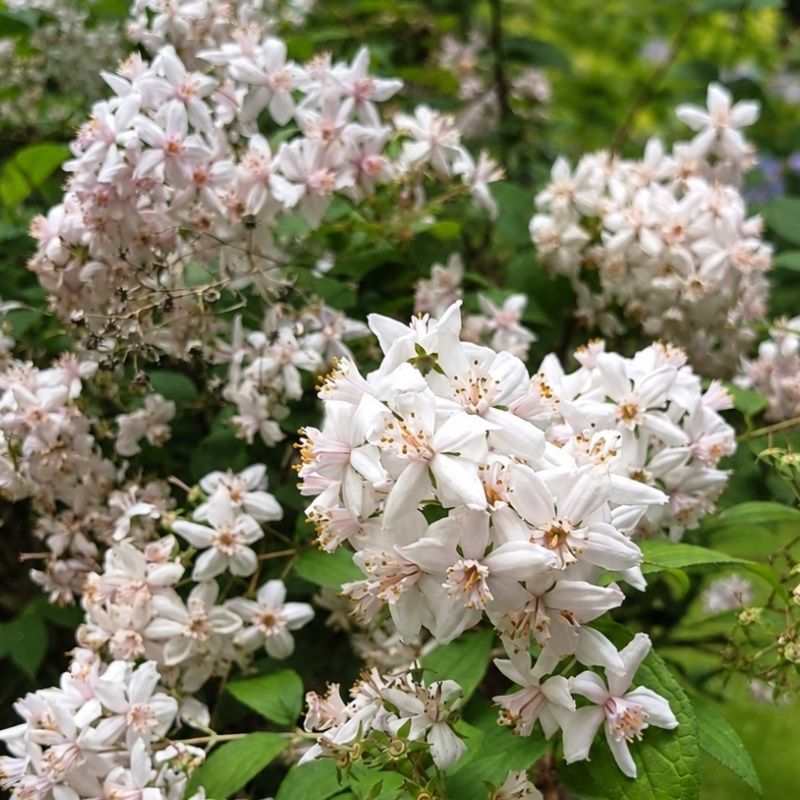 Deutzia hybrida 'Mont Rose' 3 Litre