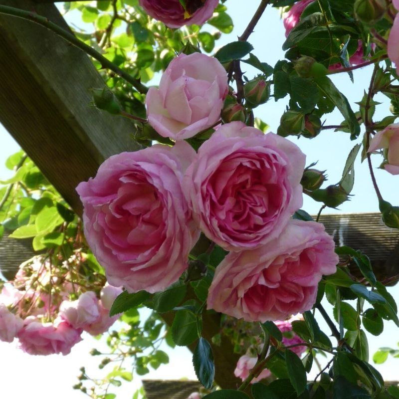 Rosa 'Jasmina' 5 Litre - [ERROR] 'category' record not available ...