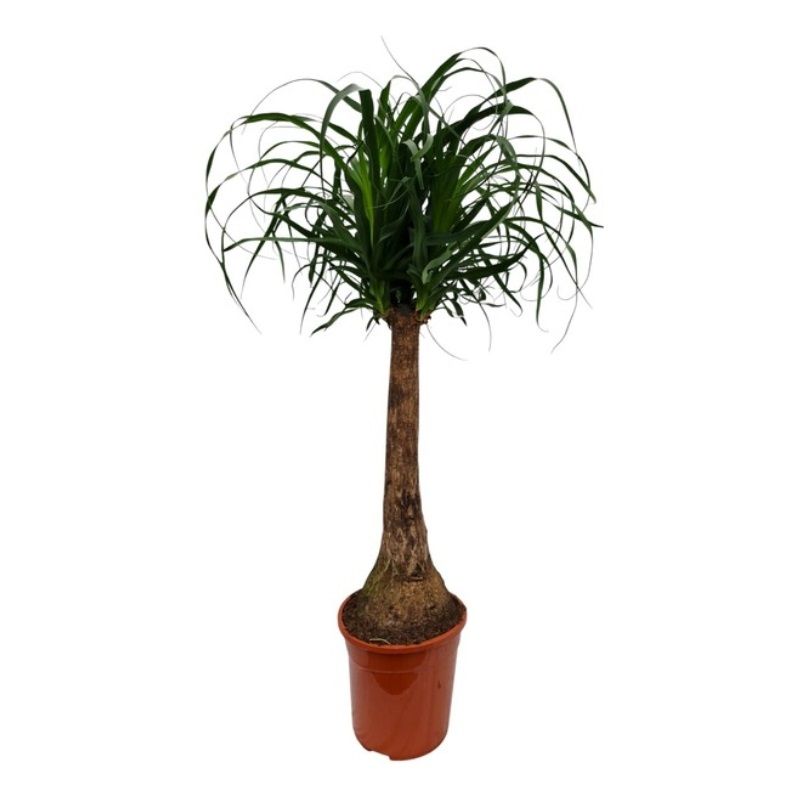 Beaucarnea recurvata 24cm