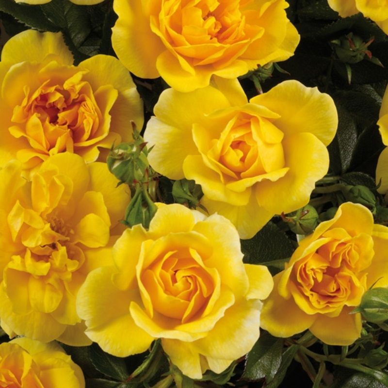 Rosa 'Excellent Cover' 3 Litre