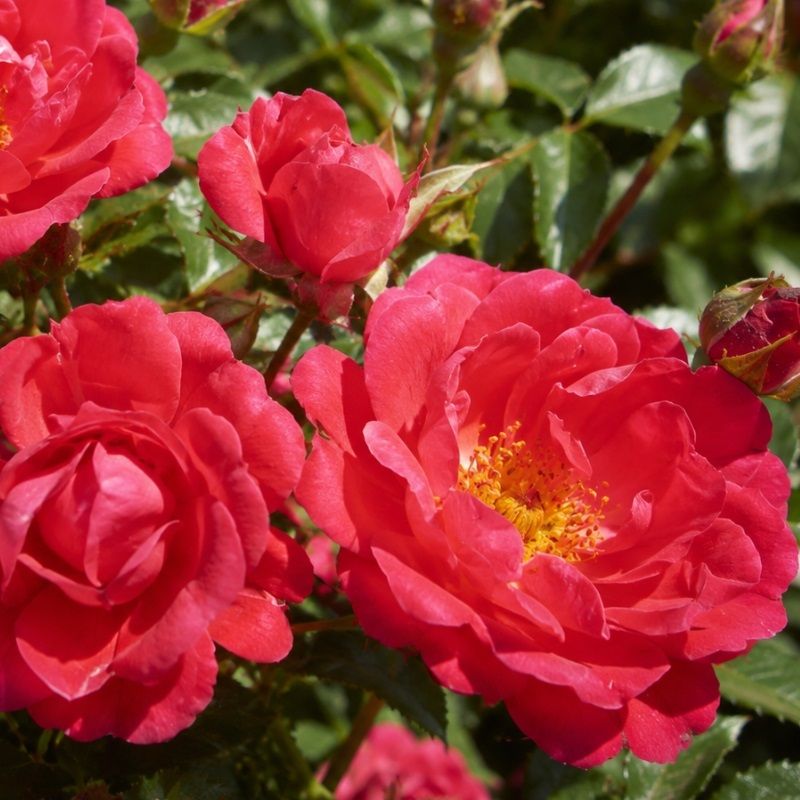Rosa 'Happy Cover' 3 Litre