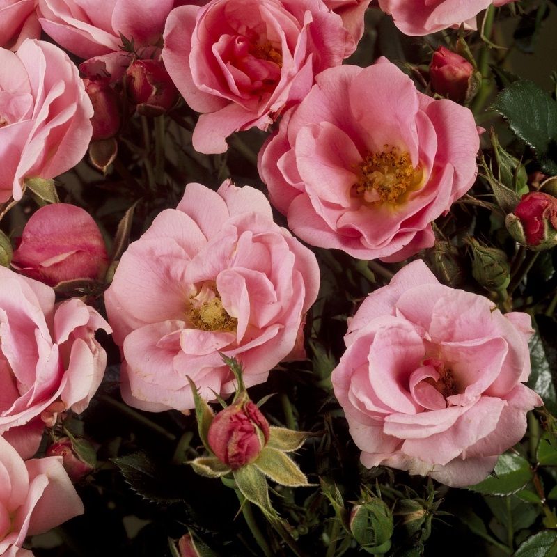 Rosa 'Sweet Cover' 3 Litre