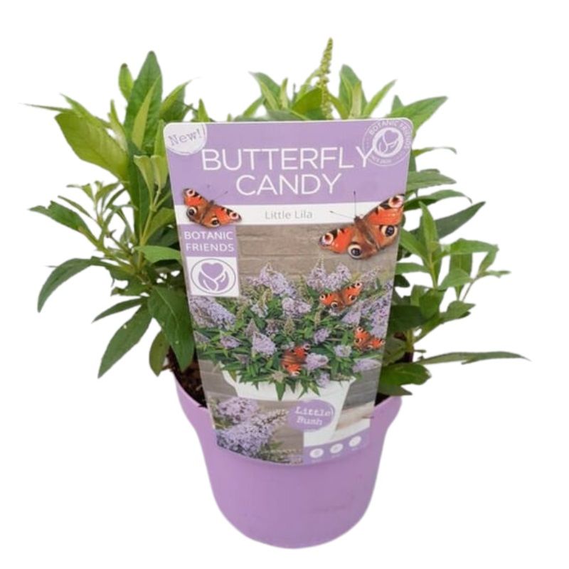 Buddleja Butterfly Candy 'Little Lila' 3 Litre