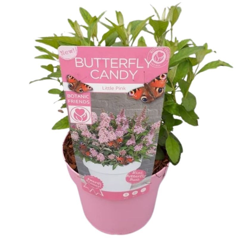 Buddleja Butterfly Candy 'Little Pink' 3 Litre