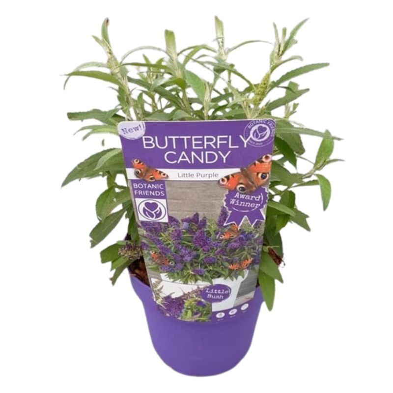 Buddleja Butterfly Candy 'Little Purple' 3 Litre