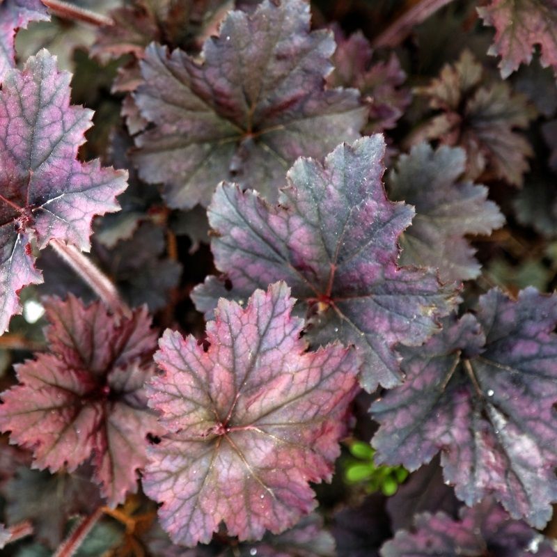 Heuchera 'Frosted Violet' 3 Litre