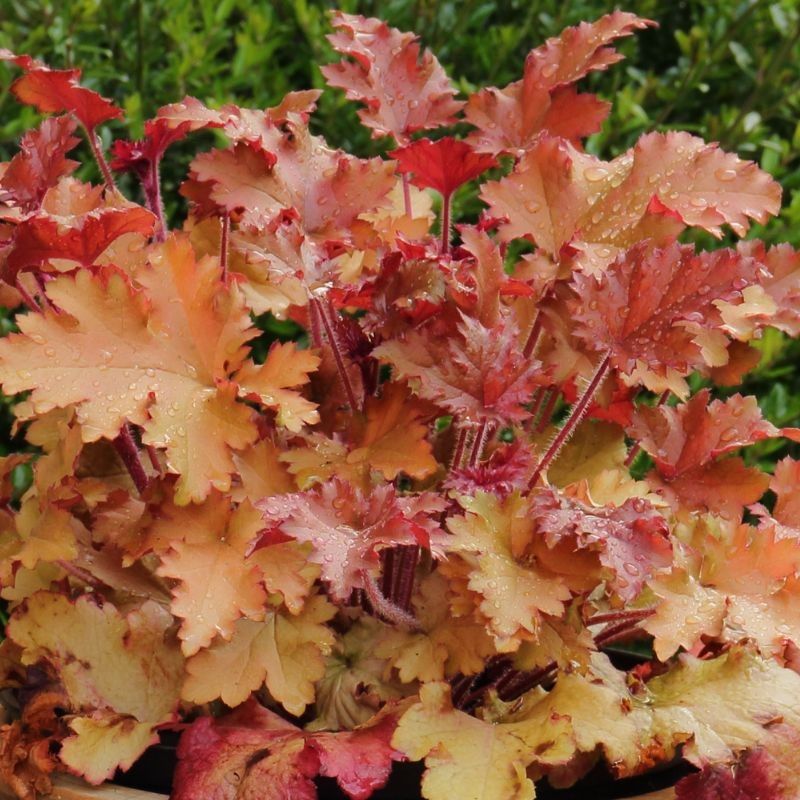 Heuchera 'Marmalade' 3 Litre