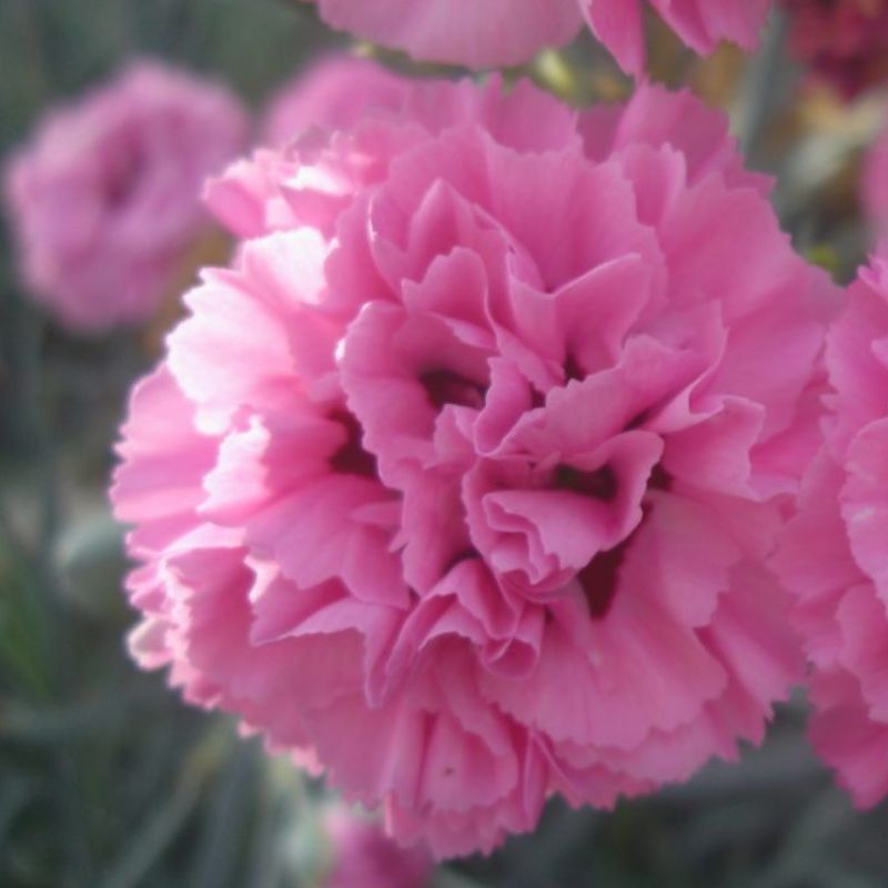 Dianthus 'Pink Ruffles' 1 Litre