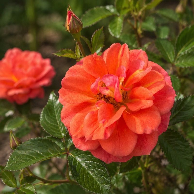 Rosa 'Graceful Cover' 3 Litre
