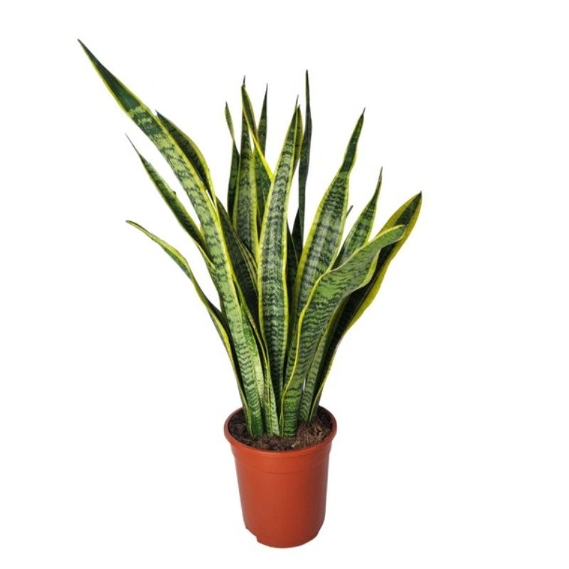 Sansevieria trif. 'Laurentii' 21cm