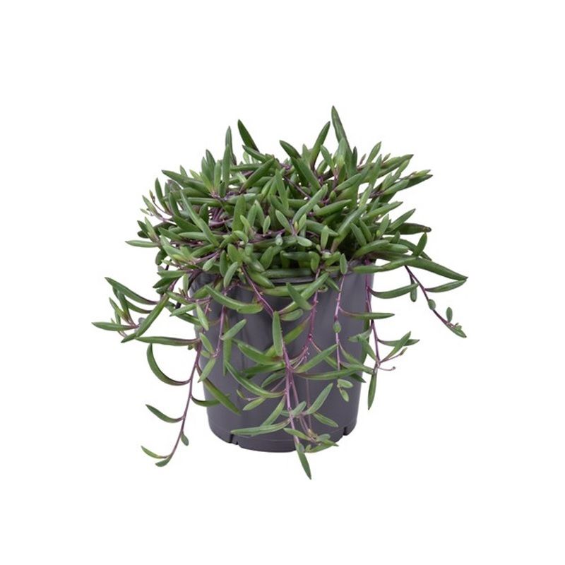Senecio herreianus 'Purple Flush'