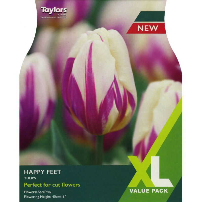 Tulip 'Happy Feet' - XL Value