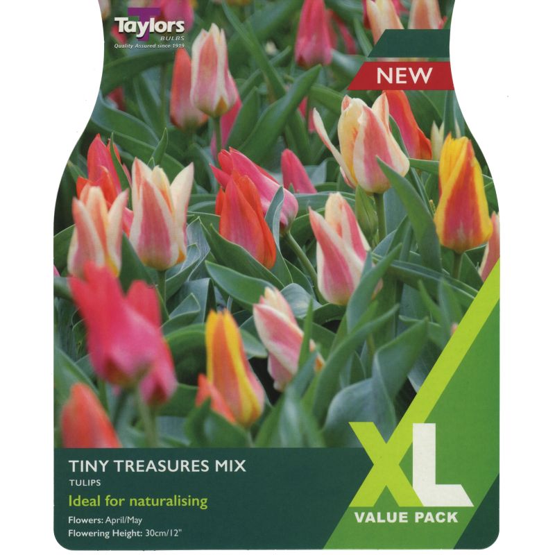 Tulip 'Tiny Treasures' Mix - XL Value