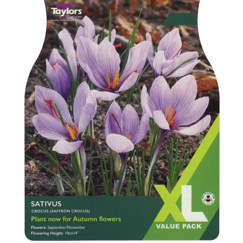 Crocus 'Sativus' - XL Value